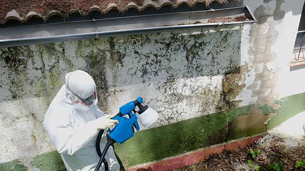 Mold Removal service in Green Cove Springs